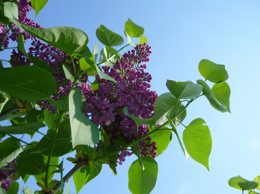 紫色馨香的丁香花圖片