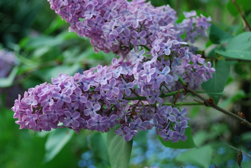 紫色馨香的丁香花圖片