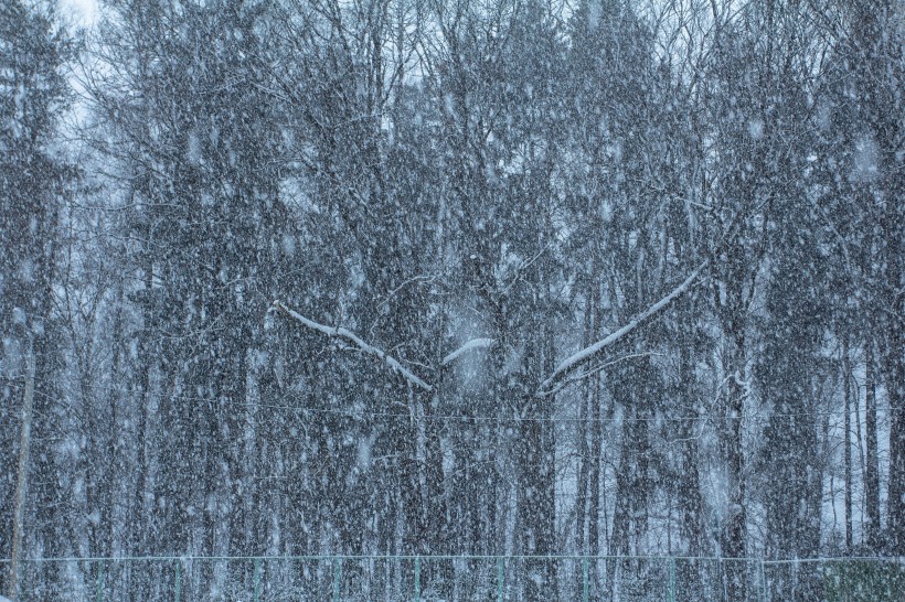 紛紛揚揚的雪花圖片