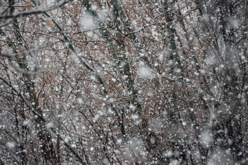 紛紛揚揚的雪花圖片