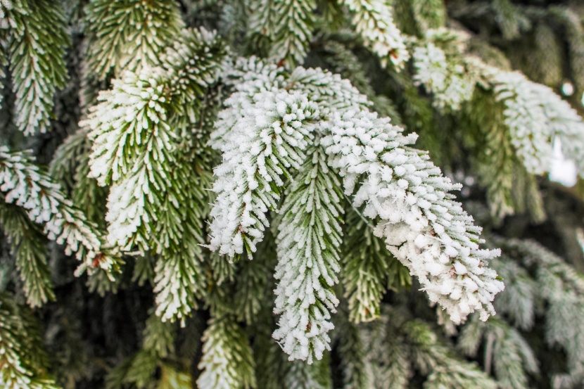 冬季結冰的植物圖片