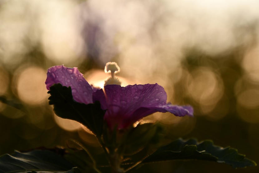 花色豐富的錦葵圖片