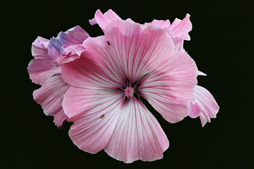 花色豐富的錦葵圖片