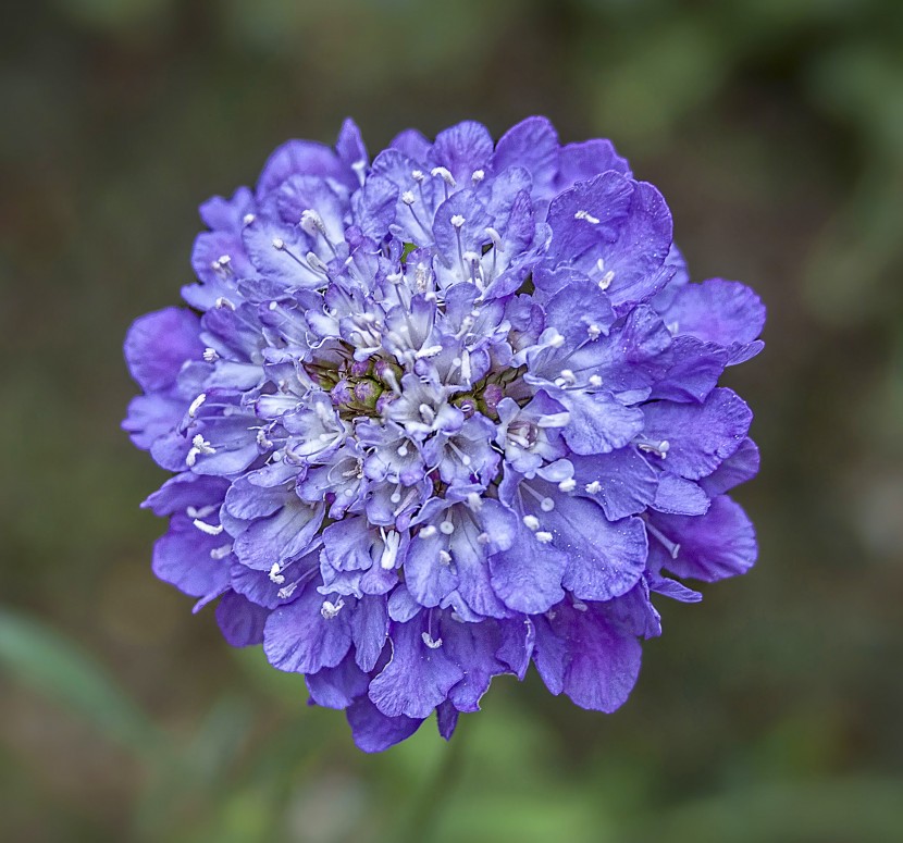 花形獨特的輪峰菊圖片