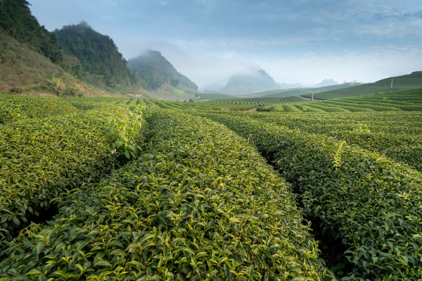 綠意盎然的茶園圖片