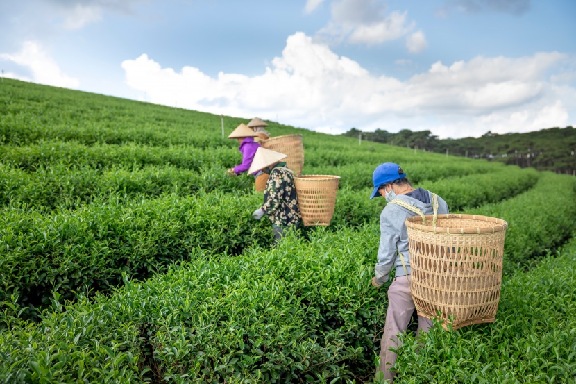 綠意盎然的茶園圖片