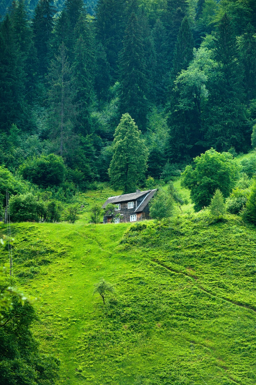 森林美景圖片