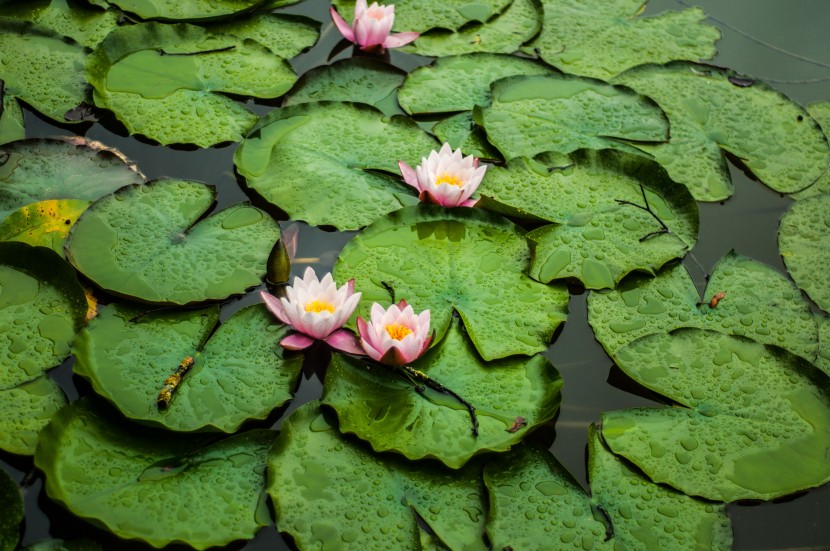 淡雅芳香的睡蓮圖片