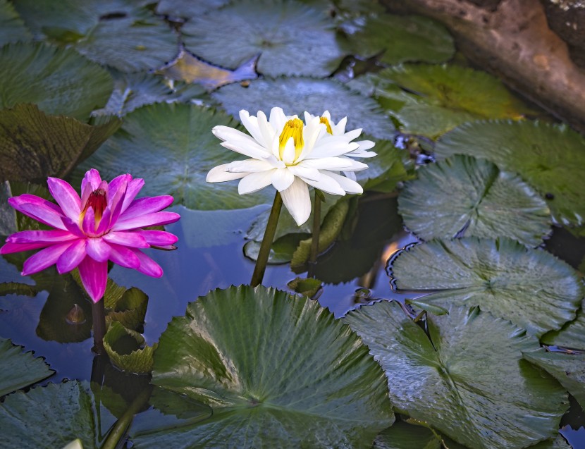 淡雅芳香的睡蓮圖片