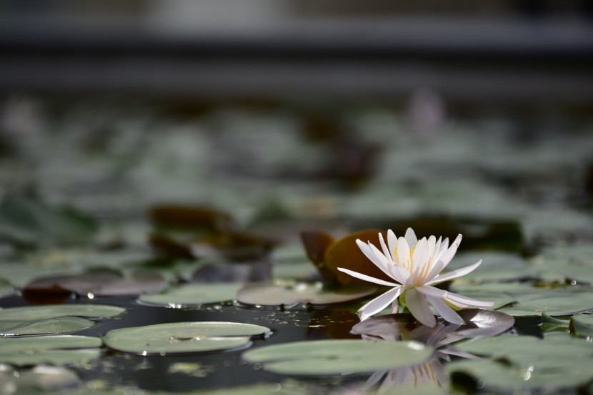 淡雅芳香的睡蓮圖片