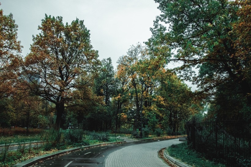 郁郁蔥蔥的樹林圖片