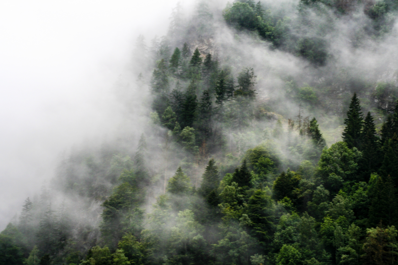 霧氣彌漫的山林圖片