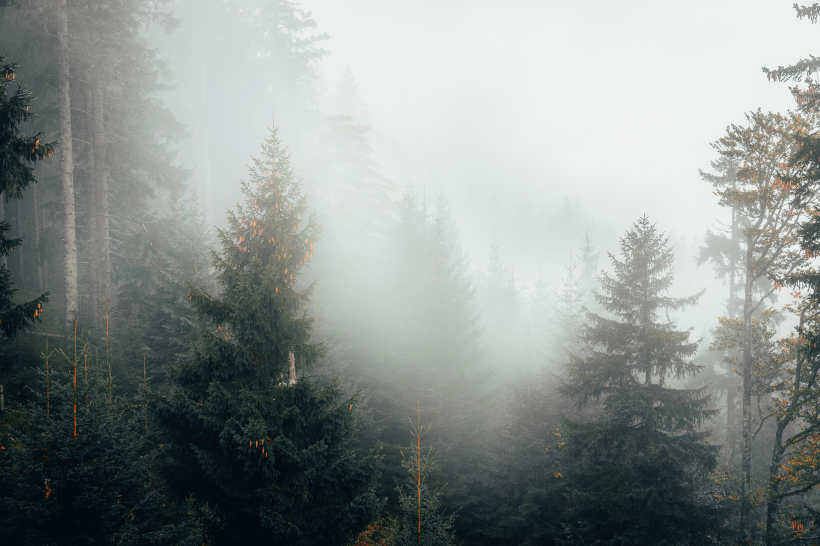 霧氣彌漫的山林圖片