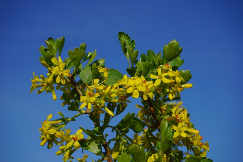 花色鮮豔的香茶藨子圖片