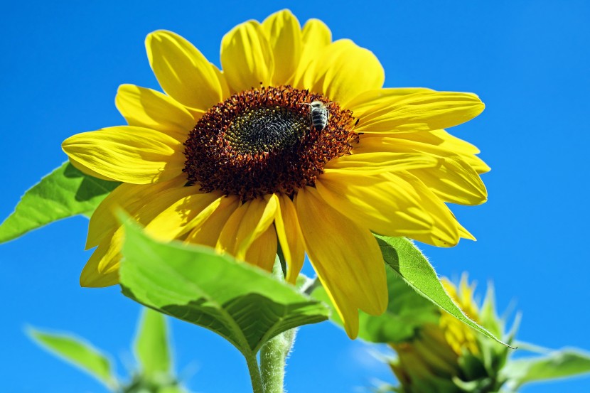 花序随太陽轉動的向日葵圖片