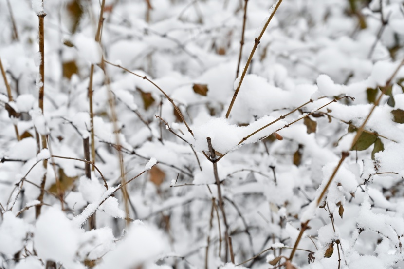 白雪皚皚的冬季圖片