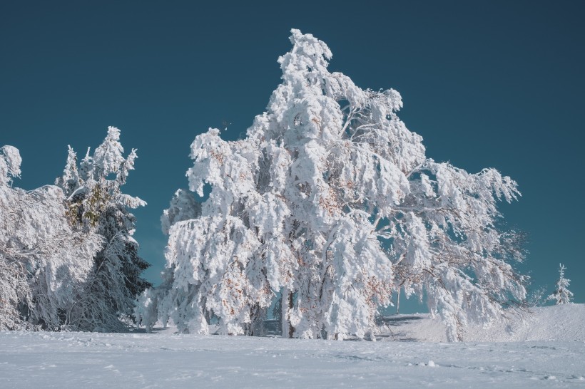 迷人唯美的雪景圖片