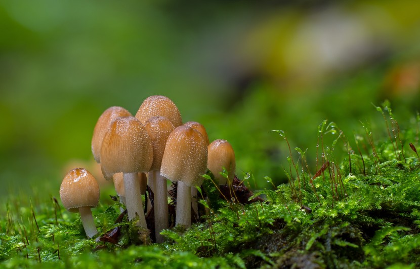 森林裡的野生菌圖片