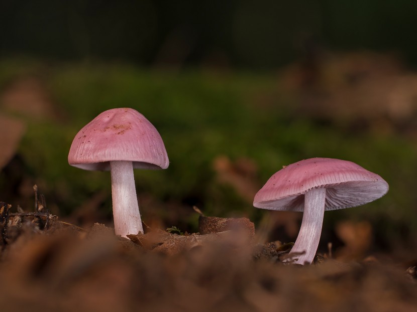 森林裡的野生菌圖片