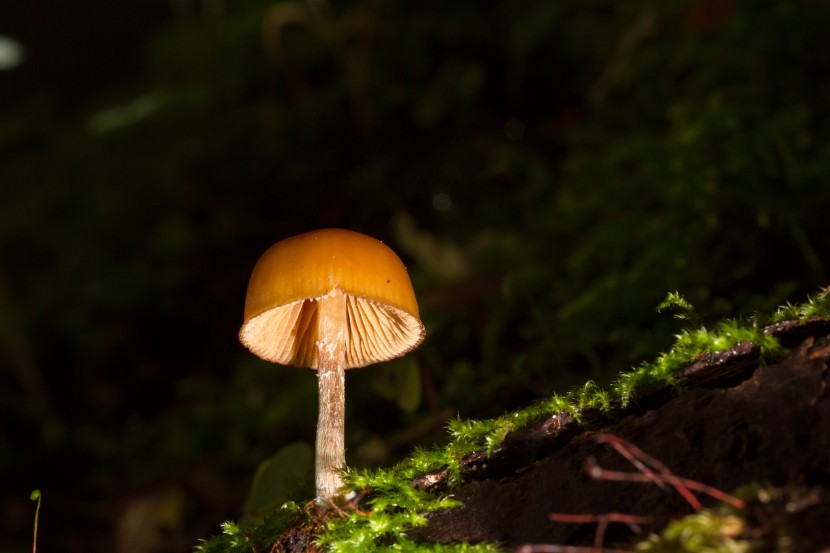 森林裡的野生菌圖片