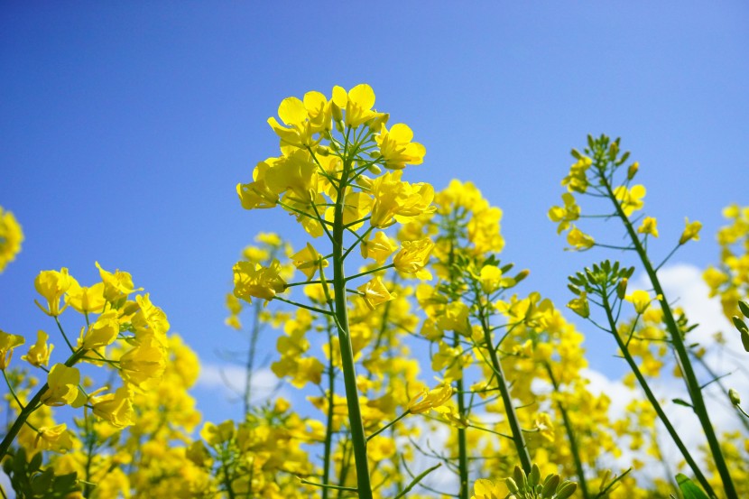 金燦燦的油菜花圖片