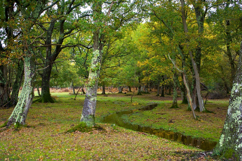 綠油油的自然風景圖片