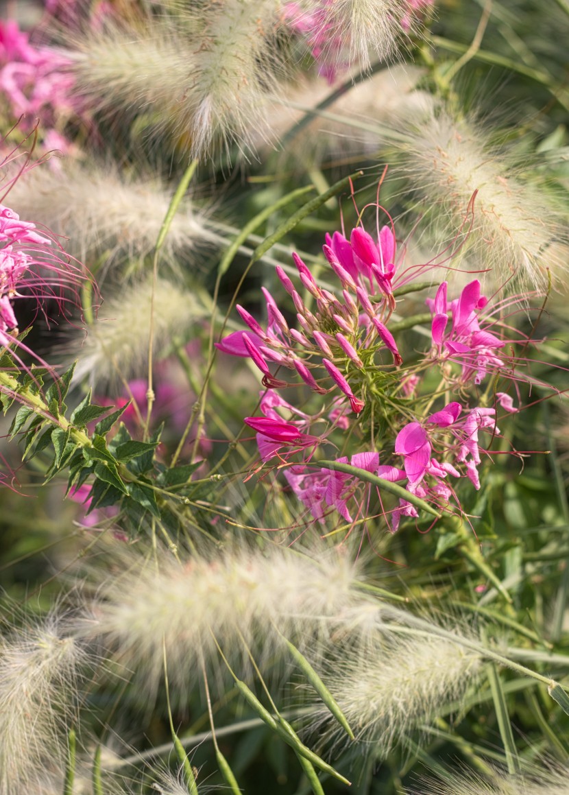 美麗的醉蝶花圖片