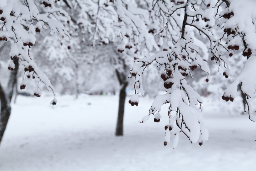 冰雪覆蓋的樹木圖片