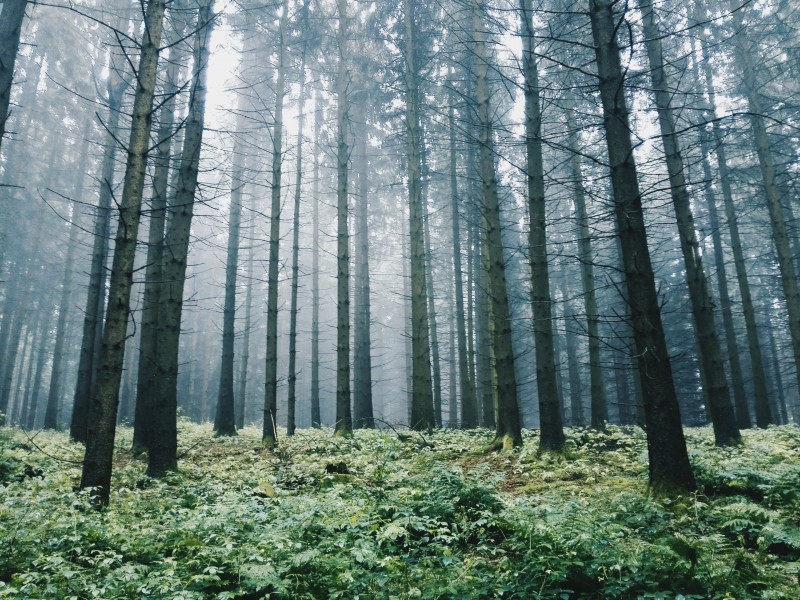 山間薄霧風景圖片