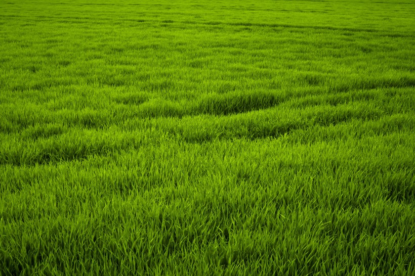 綠色的草地風景圖片