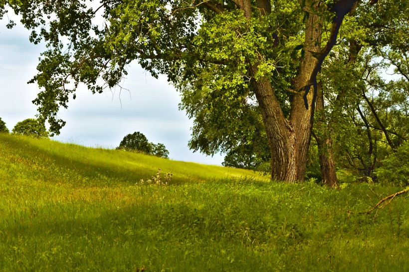 綠色的草地風景圖片