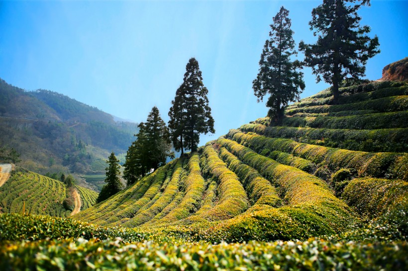 一望無際的綠色茶園風景圖片