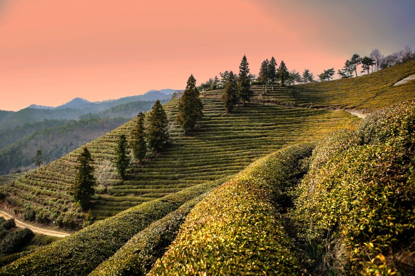 一望無際的綠色茶園風景圖片