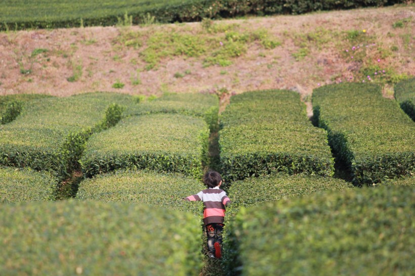 一望無際的綠色茶園風景圖片