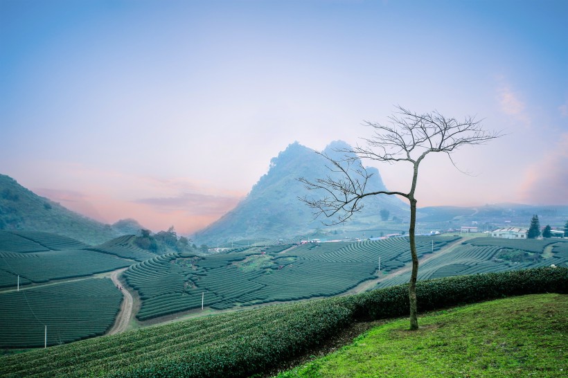 一望無際的綠色茶園風景圖片