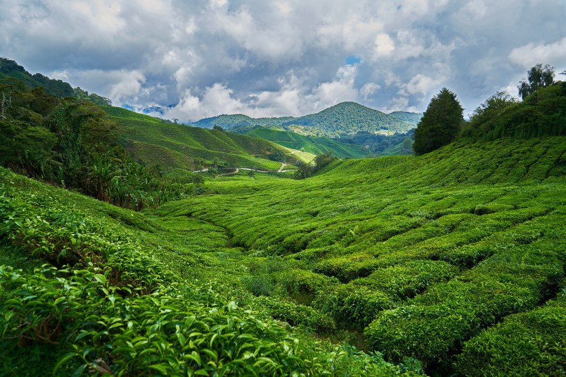 一望無際的綠色茶園風景圖片