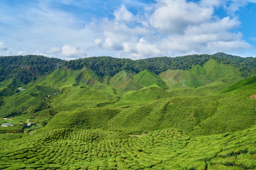 一望無際的綠色茶園風景圖片