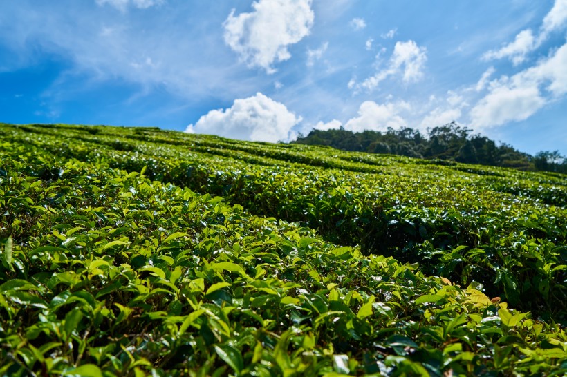 一望無際的綠色茶園風景圖片