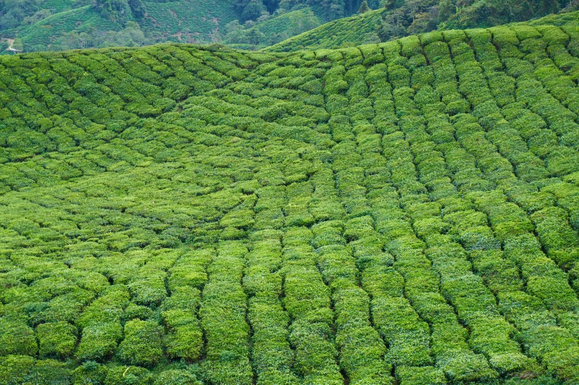 一望無際的綠色茶園風景圖片