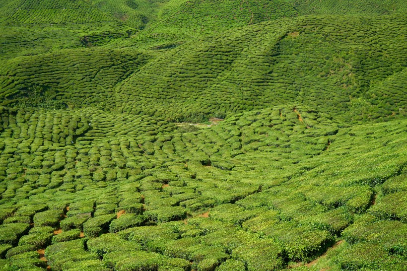 一望無際的綠色茶園風景圖片