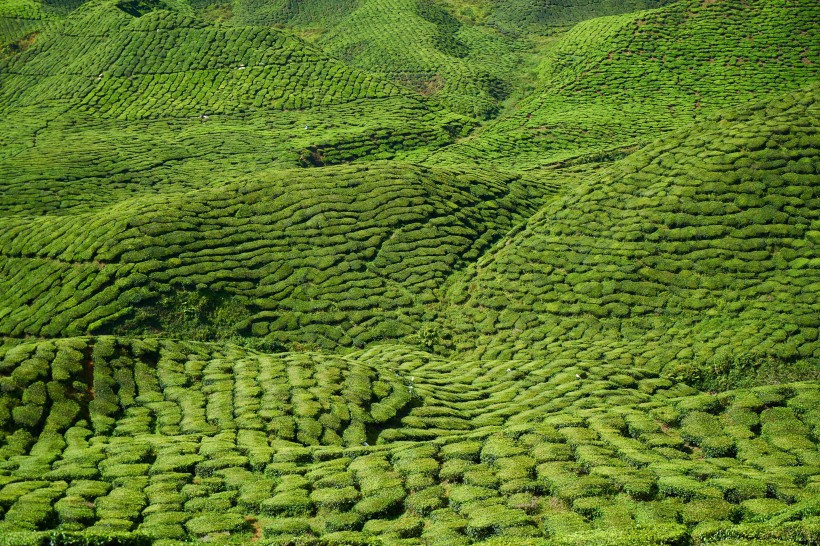 一望無際的綠色茶園風景圖片