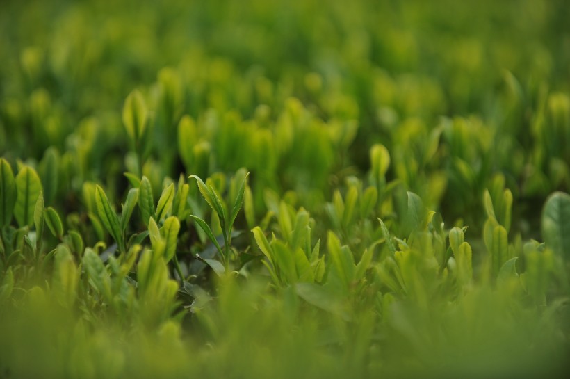 一望無際的綠色茶園風景圖片