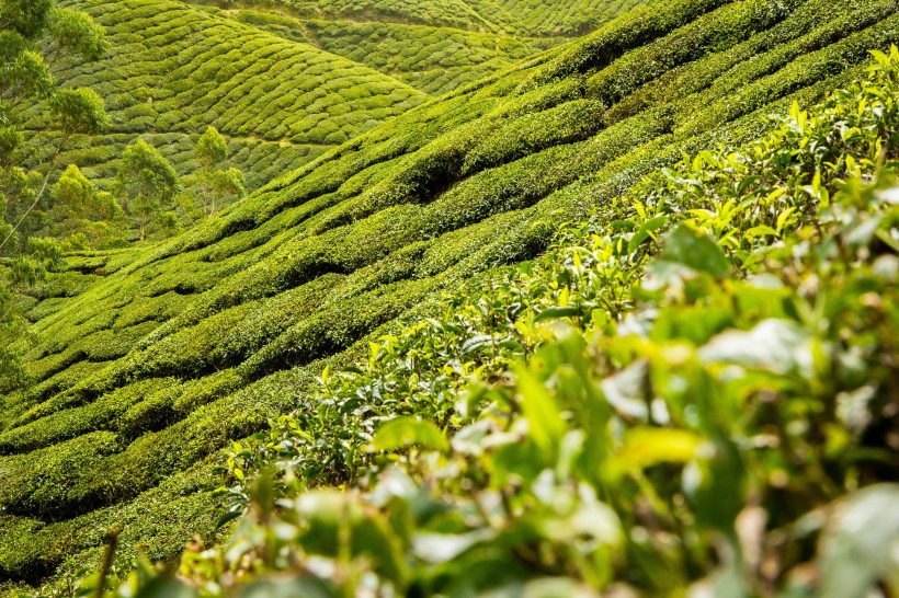 一望無際的綠色茶園風景圖片