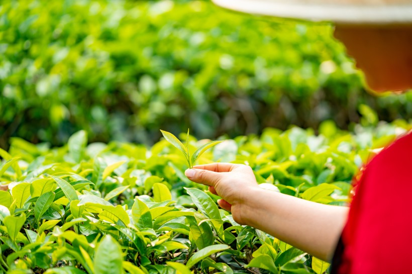 一望無際的綠色茶園風景圖片