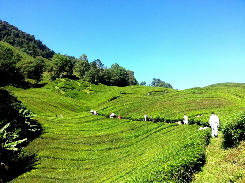 一望無際的綠色茶園風景圖片