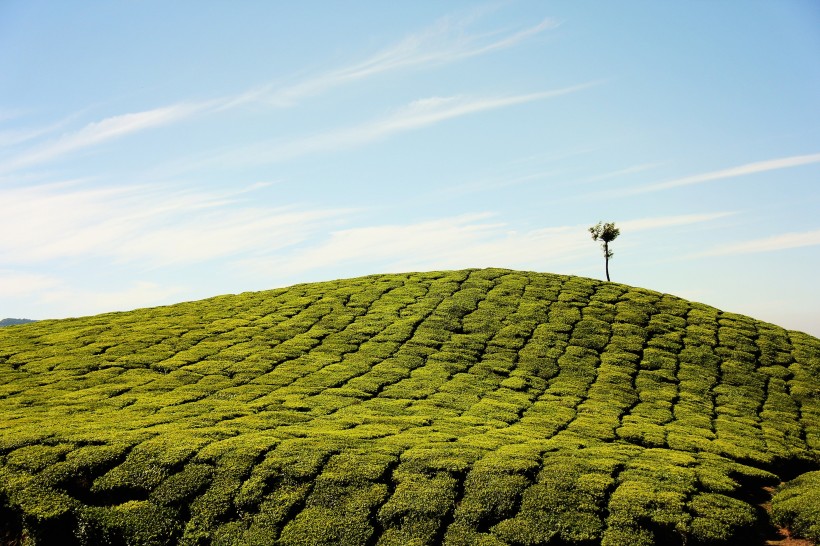 一望無際的綠色茶園風景圖片