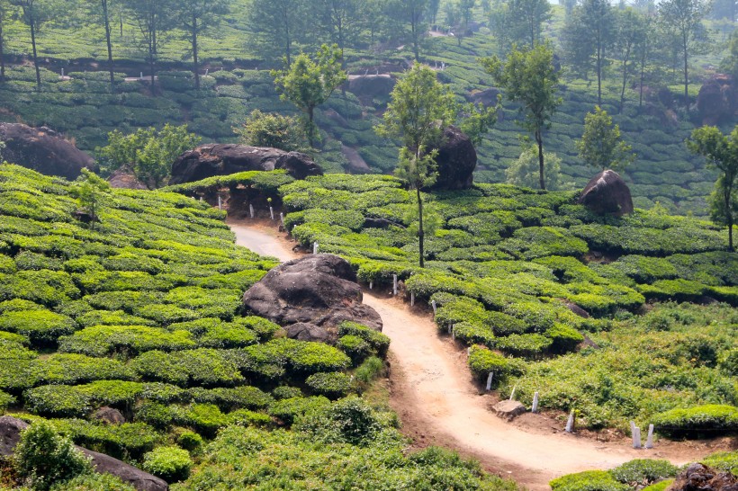 一望無際的綠色茶園風景圖片