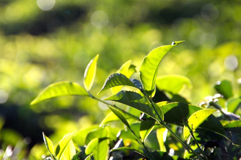 一望無際的綠色茶園風景圖片