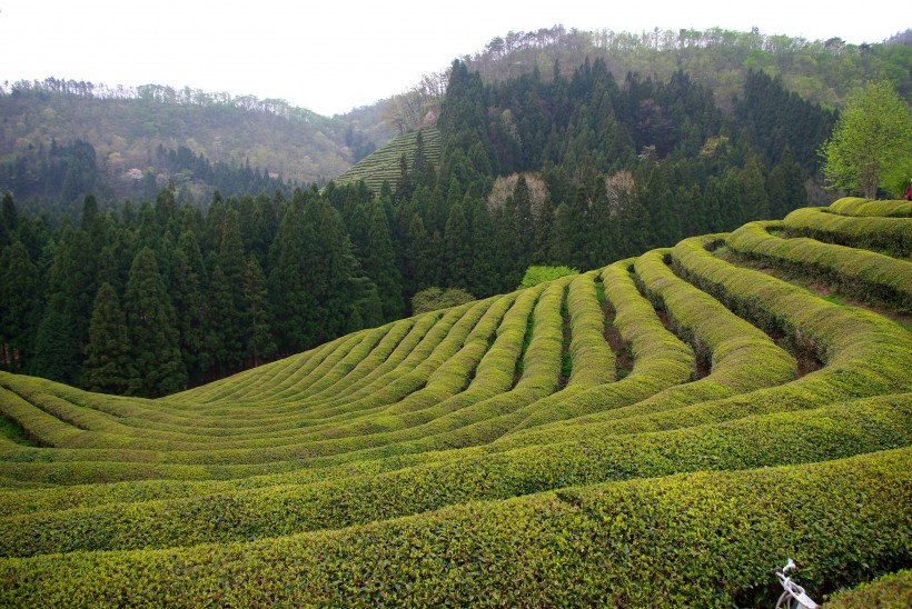 一望無際的綠色茶園風景圖片