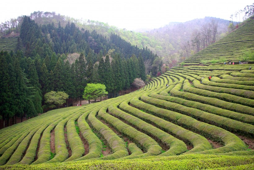 一望無際的綠色茶園風景圖片